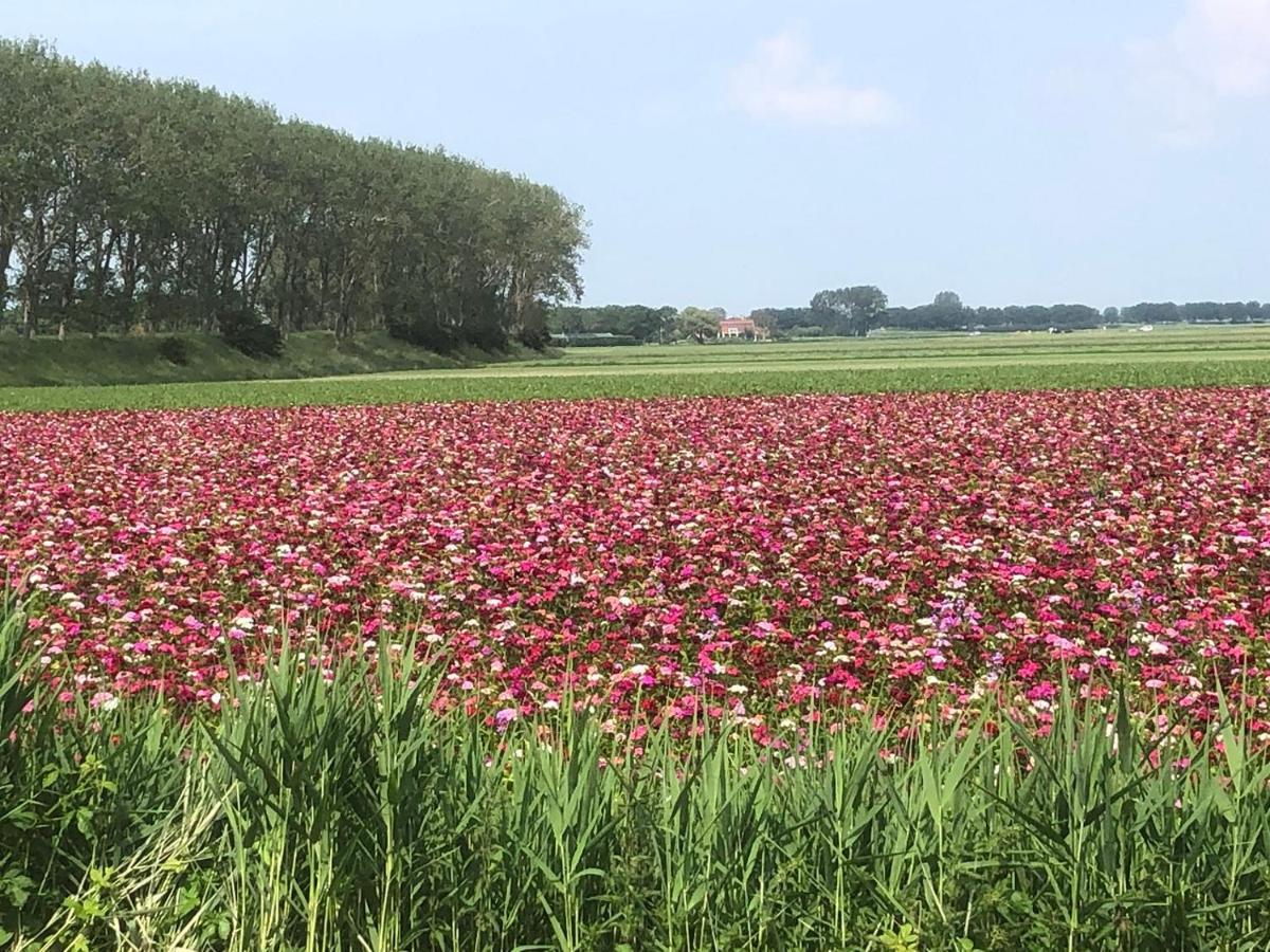 4 P Chalet Sint-Maartensdijk Zeeland Villa Dış mekan fotoğraf